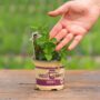 Mint – Spearmint – 4″ Pot